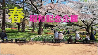 春の昭和記念公園です。桜とチューリップが咲いていました。どうぞご覧ください。春真っ最中の風景でした。