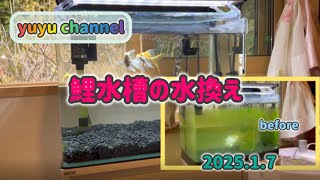 鯉水槽の水換え#鯉#ショートボディ鯉#koi #金魚 #金魚飼育