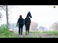 MARWARI HORSE II GHAZI II MANN HORSE PHOTOGRAPHY