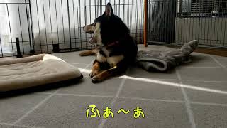 【柴犬】いちごとみるくのスローライフ　いちごのモーニングルーティンが可愛い　JAPAN [SHIBA-INU]　＃柴犬　＃柴犬の日常