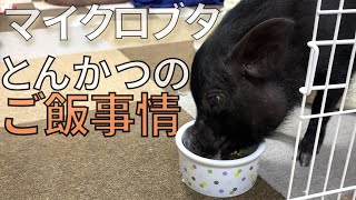 マイクロブタのとんかつが普段食べているもの【37日目】