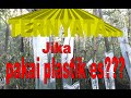 Pembibitan Lada. Lada Sambung. Buka Sungkup Review 23 HSS