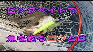 巨大シーバスをビッグベイトで釣るコツとは　How to use Big bait.