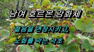 정력을 단 한방에 급상승시켜 온 몸에 힘을 생기게하는 천연강장제