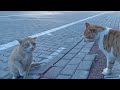 two redheaded cats fighting for food near the dumpster