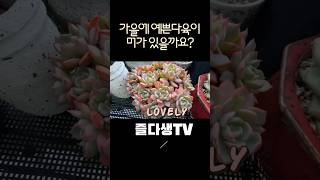 [초보다육맘]아우렌시스 바닐라비스 多肉植物 たにくしょくぶつ Korean Succulent