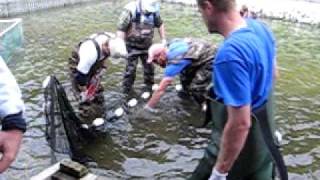 Gulkana Fish Hatchery