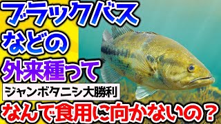 【2ch動物スレ】ブラックバスやブルーギルが食用に向かない理由とは。→最近の釣り事情についてなんJ民が大議論！【なんj】 #生き物 #2ch