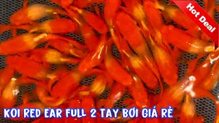 Lên 15 Dòng Cá 7 Màu Giá Rẻ Với Koi Red Ear Ribong TBB | Guppy | Phúc Phan TV