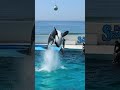 キレがあるルーナのルーピングキック shorts 鴨川シーワールド シャチ kamogawaseaworld orca killerwhale