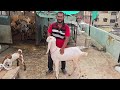 top quality old breedline hyderabadi goats in hyderabad hyderabadi rocket bakra available