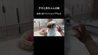 寝ている赤ちゃんを見守る子犬。気づいたら絆が育まれてました。