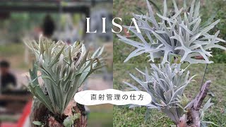 Platycerium veitchii Lisa 直射管理の仕方の話し。