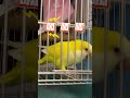 很會對話的和尚鸚鵡任信~聰明又可愛~ beautifulbirds cutebirds parrot parrottalking