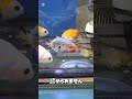 必死になる金魚 江戸錦 らんちゅう 金魚飼育 金魚好きさんと繋がりたい 島根県浜田市