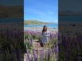 Lupins of Lake Tekapo (Summer view) @amaliabaricuatro9929