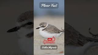 3 Plover Facts - Wonders of the Plover: Nature's Hidden Marvels