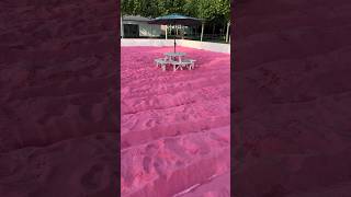 Pink sand #china #foryou #subscribe #travel #trending #sand #pinksand #pink #beach #beachlife#shorts