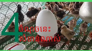 ចំណុចសំខាន់៤ដែលធ្វើឲ្យកូនមាន់មានសុខភាពល្អ | Learn how to raising