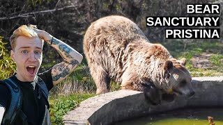 Wonderful BEAR SANCTUARY Pristina | Kosovo is SAVING Europe’s BEARS