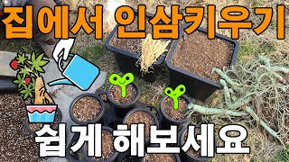 화분에서 인삼재배 하는방법 새싹삼 산양삼 장뇌삼 - ginseng