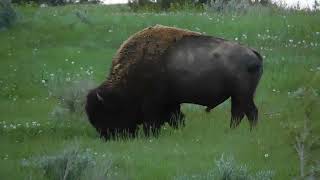 Bison Grazing in Meadow