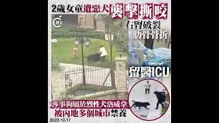 成都兩歲女童遭惡犬撲倒撕咬     右腎破裂肋骨骨折