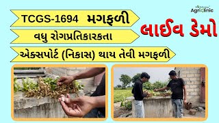 એક્સપોર્ટ (નિકાસ) થાય તેવી મગફળી, વધુ રોગપ્રતિકારકતા, TCGS-1694 મગફળી, લાઈવ ડેમો |  #groundnut