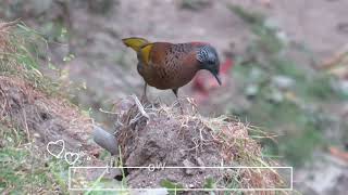 Black-faced Laughingthrush(Trochalopteron affine) #sikkim #sikkim_birds #sikkimdiaries #viral #birds