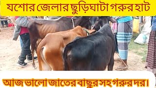 যশোর জেলার ছুড়িঘাটা গরুর হাটে আজ ভালো জাতের বাছুর সহ সব ধরনের গরুর দর। তাং ০২/০২/২৫ রবিবার।