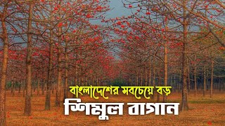 শিমুল বাগান সুনামগঞ্জ | Shimul Bagan Sunamganj