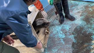 【天王寺動物園】キュッキュ隔離プールに到着