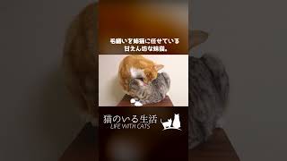 毛繕いを姉猫に任せている甘えん坊な妹猫。 #shorts