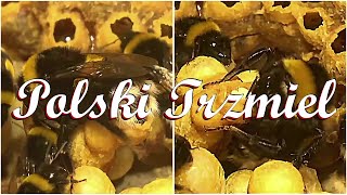 Królowa Trzmiela - Trzmiel ziemny (Bombus terrestris) - Hodowla Trzmieli POLSKI TRZMIEL