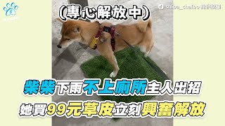 【柴柴下雨不上廁所主人出招 她買99元草皮立刻興奮解放】｜TikTok / shiba_chaibo｜IG / im_woody_