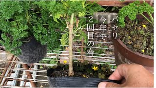 家庭菜園 パセリの寿命は何年なのか？ 2年目の春