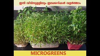 പത്തു ദിവസത്തിൽ ഇലക്കറികൾ ഇനി വീടിനുള്ളിൽ ll micro greens farming  without soil