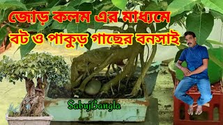 বট পাকুড় এর বনসাই, জোড় কলম পদ্ধতিতে।