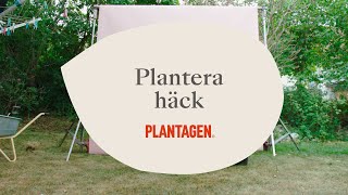 Plantera häck