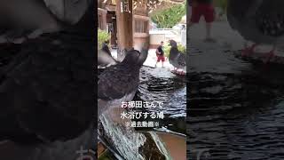 【過去動画】お櫛田さんで水浴びする鳩