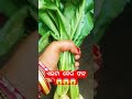 ଏଇଟା କେଉଁ ଫଳ 😱😱new post vairal video please 🙏 subscribe my channel odia vlogar liza 🙏🙏🙏🥰😀😀😀😀😱😱😱👌👌👌👌