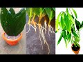 How to grow Bay Leaf Plant at home | tej patte se paudha kaise ugaye | তেজপাতা গাছের চারা তৈরি