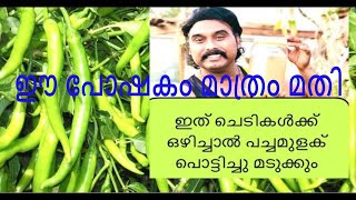 Green Chilli Farming|മുളക് കൃഷിയിൽ അറിയേണ്ടതെല്ലാം ആദ്യം മുതൽ അവസാനം വരെ | Chilli Malayalam Farming