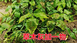 豆角有虫害别用药，掌握“一招”轻松消灭它们，方法安全又增产