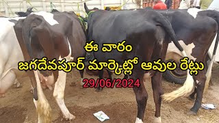 జగదేవపూర్ లో ఈ వారం ఆవుల అంగడి#jagadhevpur cow market #karnakargodugu