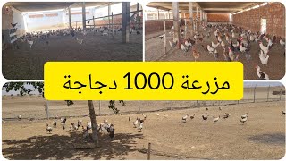 زيارة مزرعة فيها 1000دجاجة