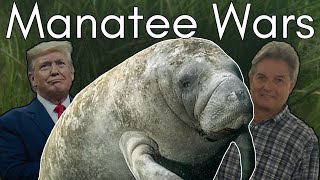 From Peaceful To Protested The Hidden Threat Messing With Florida S Manatees