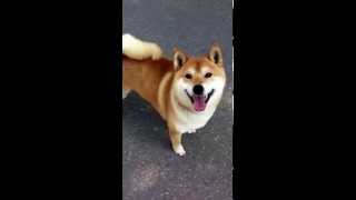 Shiba Inu Lucky veut jouer 拉奇Lucky 給我玩！給我玩！