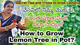 How to grow Lemon Tree in pot | 15 రోజుల్లో నిమ్మ మొక్క కు పూత రావాలంటే .. | ACH Gardening Channel