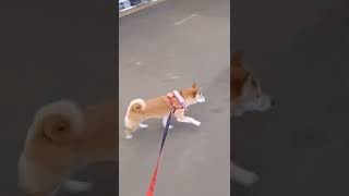 同じとこぐるぐる回ってお散歩してるつもりな柴犬#shorts